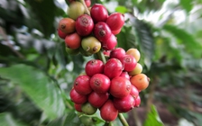 Giá cà phê robusta ngược chiều arabica