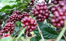 Giá cà phê robusta tiếp tục tăng trong khi arabica quay đầu