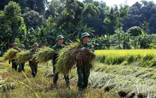 Siêu bão Yagi: Bộ đội gặt lúa chạy bão giúp dân