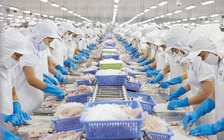 Thủy sản xuất khẩu lại bị vướng ở cảng vì quy định ghi nhãn
