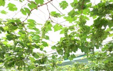 Chàng trai miền Tây kiếm gần 50 triệu đồng/tháng nhờ trồng nho bán giống