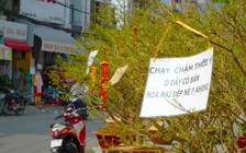 Chợ hoa tết Cần Thơ đỏ mắt kiếm mai 'nhà giàu'