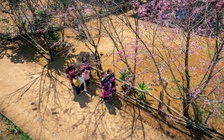 Hoa đào khoe sắc trên núi cao 800 m ở Bình Định