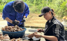 Tất bật nhiều ngày làm hàng trăm hũ thịt heo muối gửi bà con vùng lũ