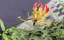 Cây lạ giữa phố: Thú chơi 'rùng mình'