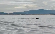 Đàn cá heo bơi lượn tung tăng gần đảo Hòn Cau