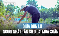 Người dân Nhật Tân nỗ lực khôi phục vườn đào sau ngập lụt