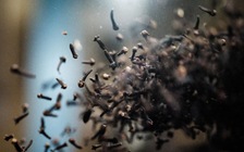 Phát hiện dấu vết phóng xạ tại trang trại đinh hương ở Indonesia