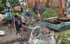 Vĩnh Long: Triều cường làm sạt lở đê bao, ảnh hưởng hàng trăm ha cây ăn trái