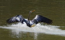 Ngắm chim quý trong Sách đỏ ở Phú Mỹ Hưng: Khoảnh khắc bình yên giữa TP.HCM
