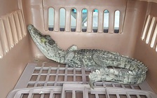 Cá sấu bò vào nhà dân ở TP.HCM