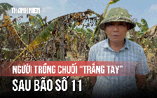 Người dân trồng chuối mất tiền tỷ, suy sụp chờ hỗ trợ sau bão 11