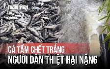 Gần 45 tấn cá tầm ở Măng Đen bị chết, thiệt hại gần 8 tỉ đồng