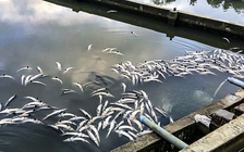 Cá tầm ở Măng Đen chết gần 45 tấn, thiệt hại gần 8 tỉ đồng