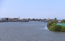 Ăn cá nóc, 5 người nhập viện