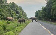 Đồng Nai nghiên cứu mở tour du lịch xem voi hoang dã