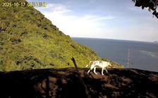 Tin đồn bầy 'khỉ trắng' ở đảo Hòn Sơn: Đó là chó nuôi