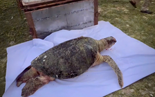 Ngư dân Mũi Né an táng rùa biển hơn 100 kg - điềm lành từ biển cả