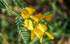 Bông điên điển: Dinh dưỡng và tác dụng với sức khỏe