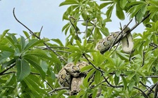 Người dân giao nộp con trăn phát hiện gần bến tàu du lịch Nha Trang