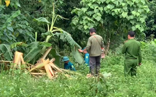Vào rừng hái măng, người đàn ông nghi bị voi rừng quật chết