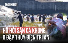 Hàng nghìn người chen nhau 'săn' cá khủng dưới chân đập thủy điện Trị An