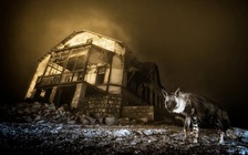 Ngắm những bức ảnh vừa mê hoặc vừa ma quái về động vật hoang dã