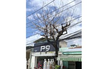 Cây chết khô lâu ngày chưa được xử lý