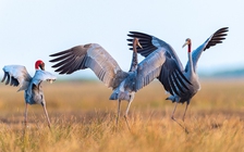 Mong đợi sếu đầu đỏ trở về