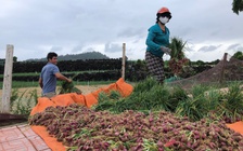 Ứng phó bão Fengshen: Nông dân tất bật 'cứu hộ' hành Lý Sơn