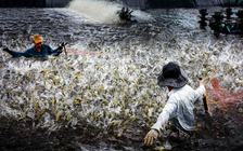 Cà Mau nhân rộng 1.500 ha nuôi tôm siêu thâm canh tuần hoàn RAS-IMTA