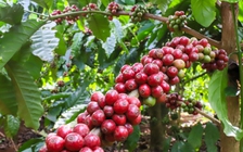 Vụ cà phê 'đẹp như mơ' nhưng vì sao doanh nghiệp vẫn kêu khó?