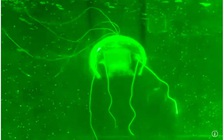 Trung Quốc chế tạo robot 'ma' thực hiện nhiệm vụ giám sát bí mật dưới nước