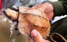Đà Nẵng: Cứu cá thể rùa quý hiếm bị nước lũ cuốn trôi, thả về tự nhiên