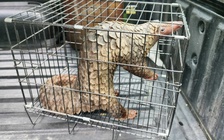 TP.HCM: Phát hiện tê tê Java quý bò trước nhà, dân bắt giao kiểm lâm