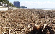 Rác, củi ngập tràn trên bãi biển Thanh Hóa