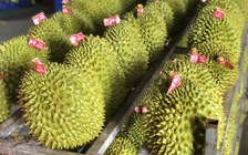 Xuất khẩu sầu riêng bị gián đoạn, Chính phủ yêu cầu làm rõ trách nhiệm