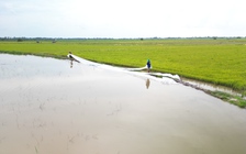 Tây Ninh: Hơn 4.000 ha lúa có nguy cơ bị ngập lũ
