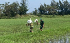 Hàng ngàn que tre dính keo bẫy chim trời giữa đồng Hoàn Lão
