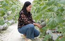 Người phụ nữ miền Tây trồng dưa lưới kết hợp làm du lịch