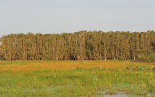 Mở rộng Khu bảo tồn Đồng Tháp Mười để chim có nơi cư ngụ