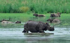 Nhiều thú dữ thoát khỏi các vườn quốc gia trong mưa lũ chết người ở Ấn Độ