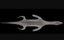 Hóa thạch ‘quái vật biển’ còn nguyên da 240 triệu năm tuổi