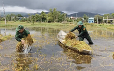Bộ đội biên phòng giúp dân gặt lúa chạy lũ