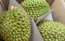 Sầu riêng hết 'tắc' xét nghiệm, mỗi ngày xuất khẩu 400 xe sang Trung Quốc