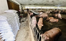 Giá heo hơi hôm nay 11.11.2025: Giảm sâu, người chăn nuôi lỗ nặng
