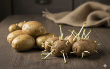 Điều gì xảy ra khi ăn khoai tây mọc mầm?