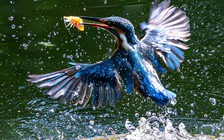 Khoảnh khắc chim bói cá lao như mũi tên, săn mồi cực nhanh ở TP.HCM