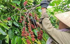 Mỹ miễn thuế đối ứng, cà phê và rau quả từ Việt Nam có hưởng lợi?