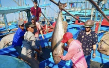 Việt Nam nhập khẩu nhiều nông sản, có đáng lo?